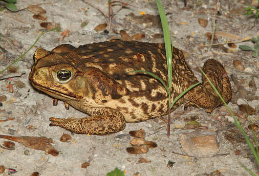 Image of Cane Toad