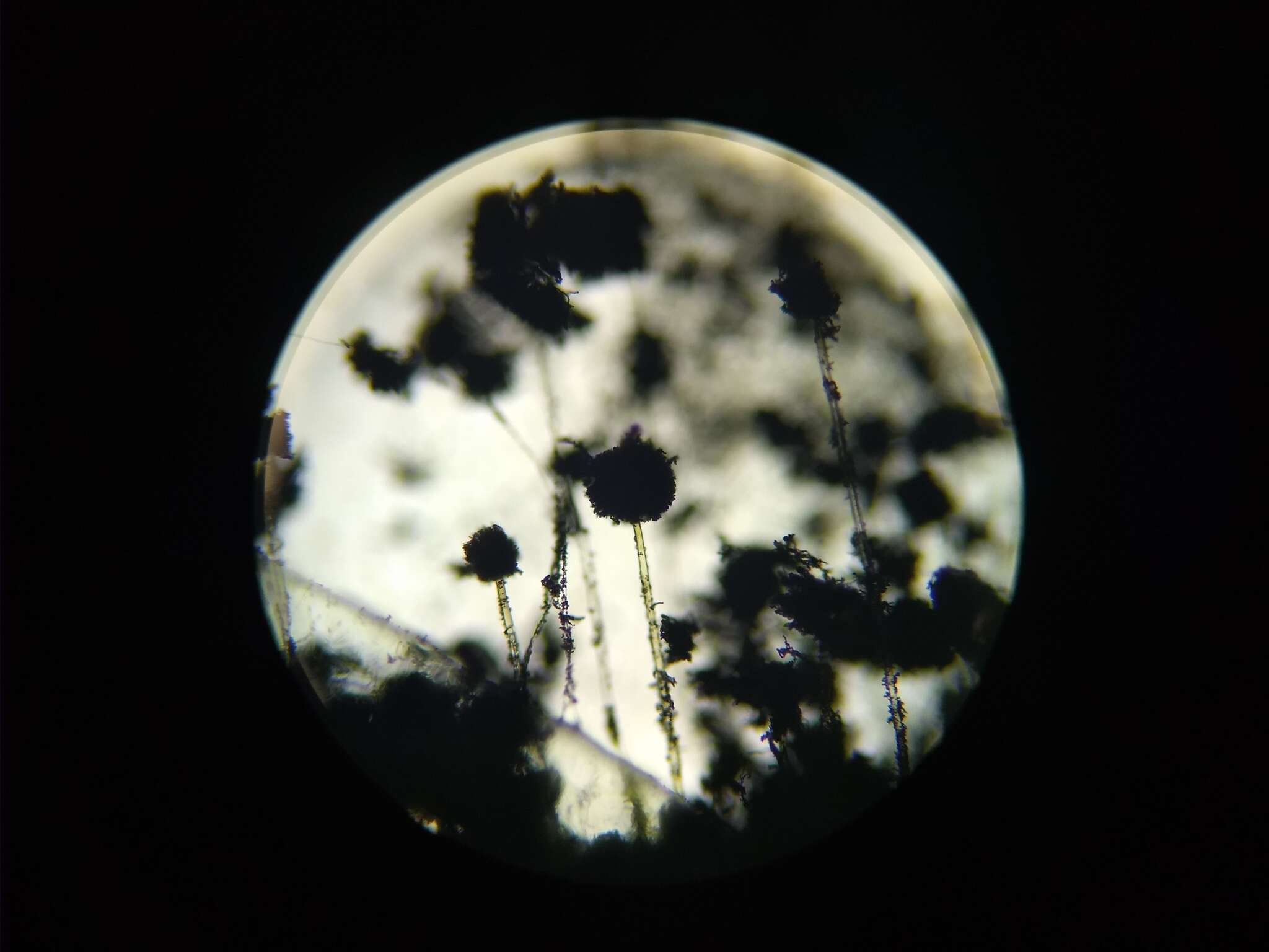 Image of Aspergillus