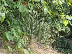 Image of Indian spurgetree