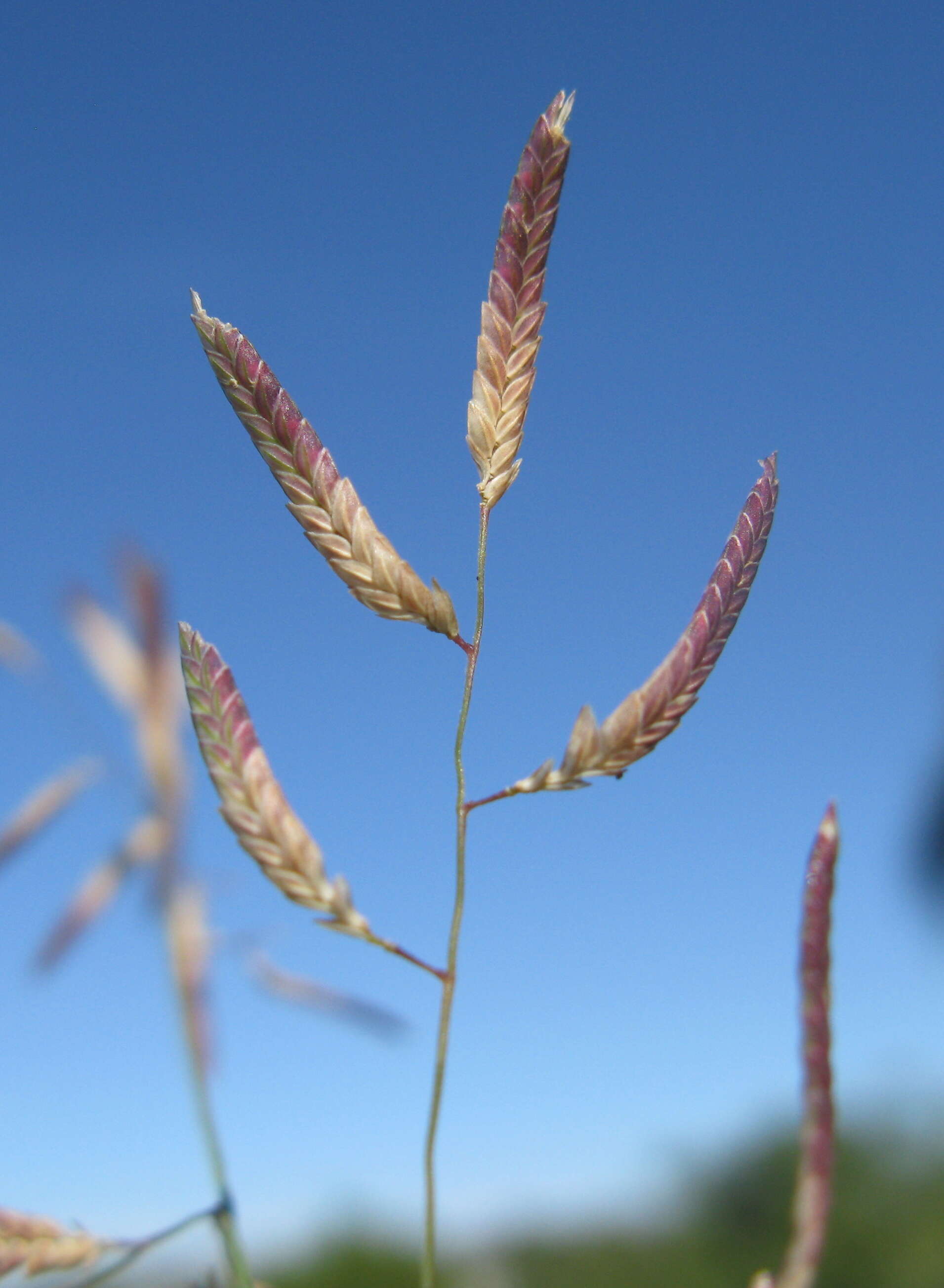 Image de Eragrostis brownii (Kunth) Nees