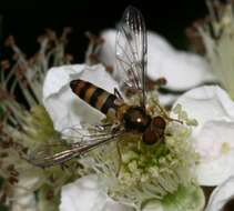 Image of Banded Meliscaeva