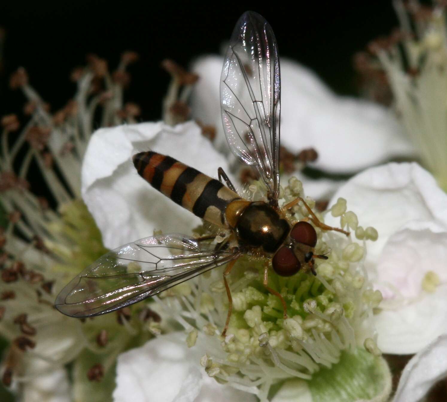 Image of Banded Meliscaeva