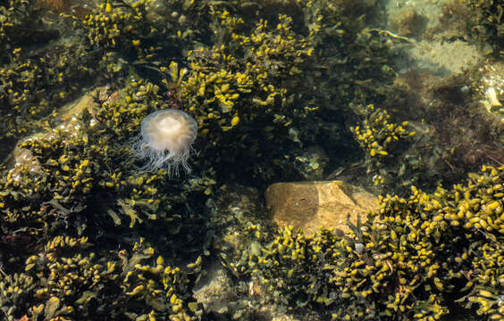 Image of Bladder Wrack