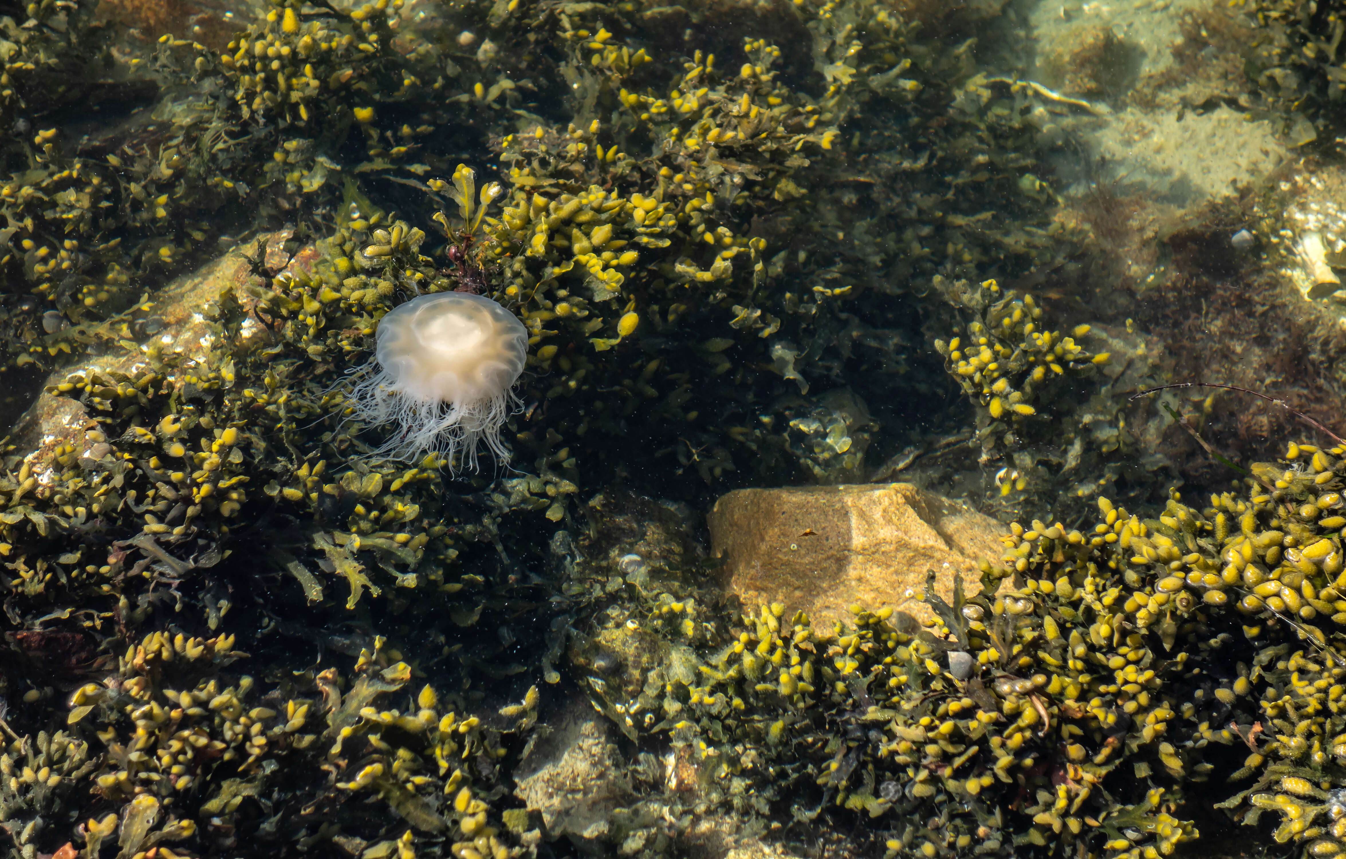 Image de fucus vésiculeux