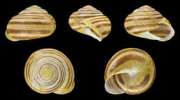 Image of Brown Lipped Snail