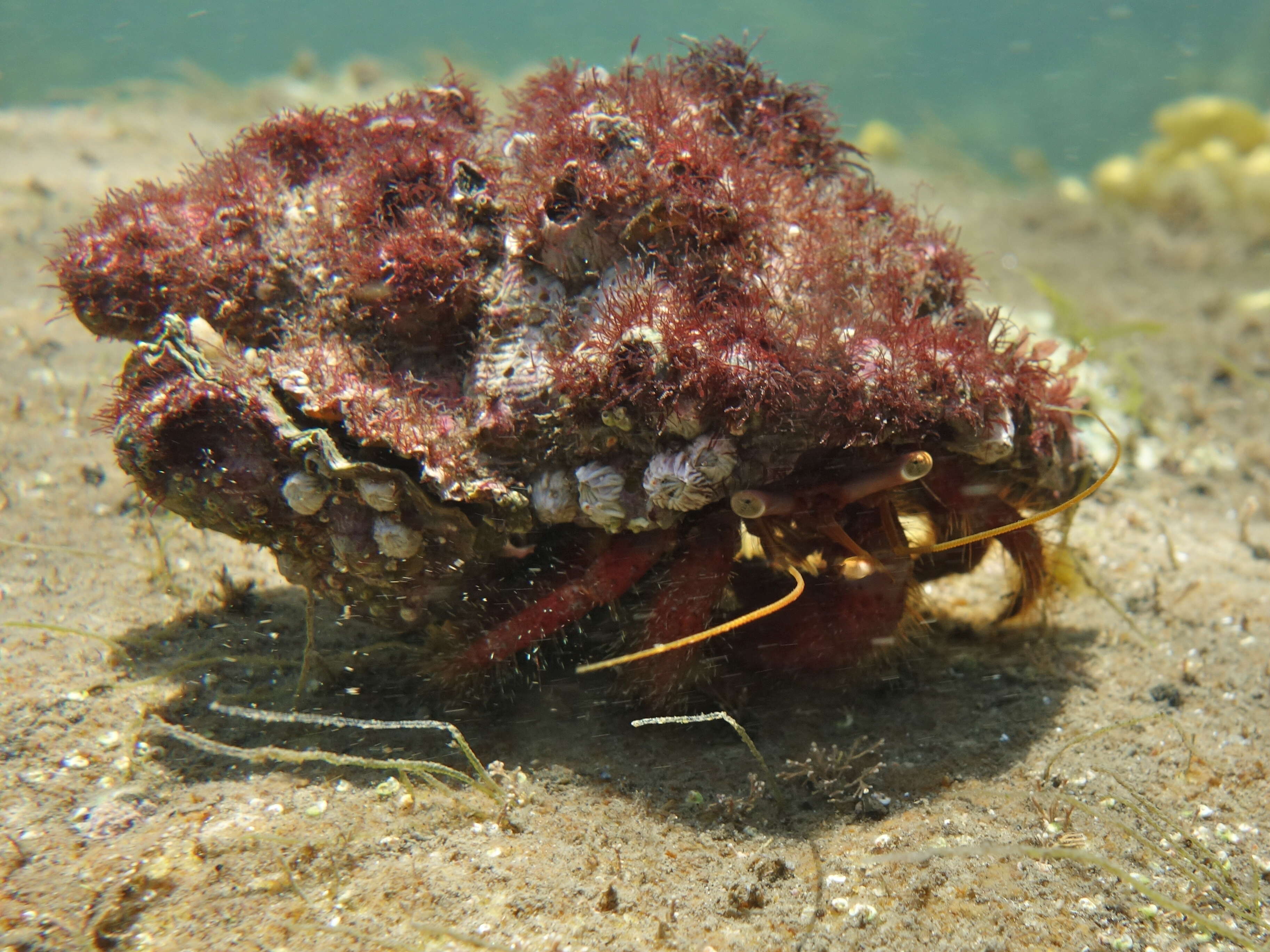 Image of Pagurus sinuatus (Stimpson 1858)