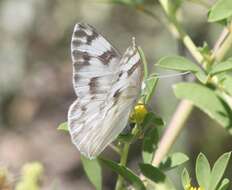 Image of Checkered White