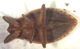 Image of Abedus immaculatus (Say 1832)