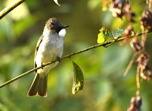 Image of Ashy Bulbul