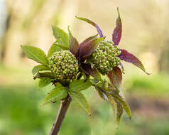 Imagem de Sambucus racemosa L.