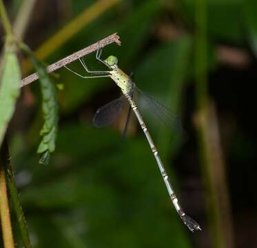 Image of Platylestes platystylus (Rambur 1842)