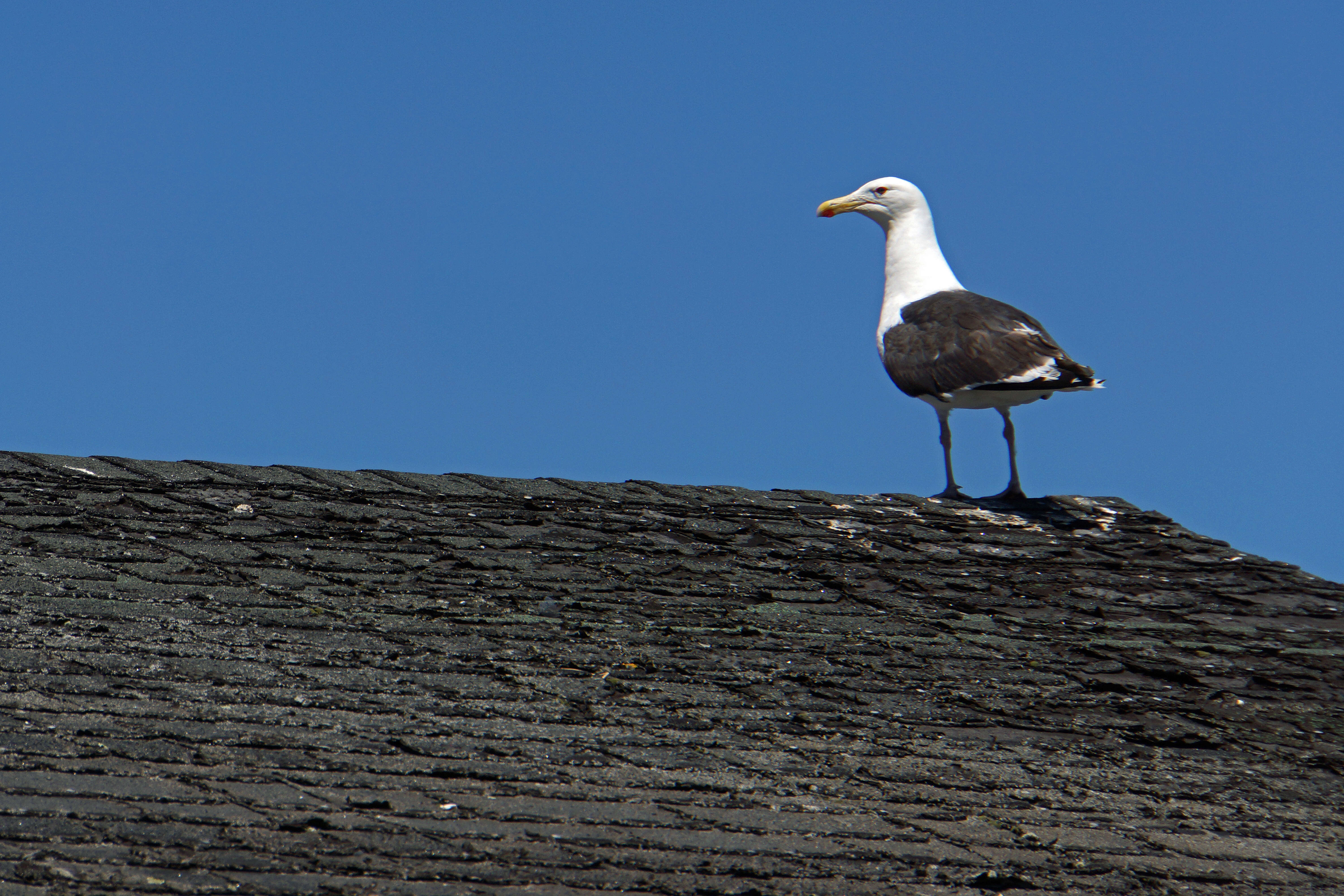 Image of Great Black-backed Gull