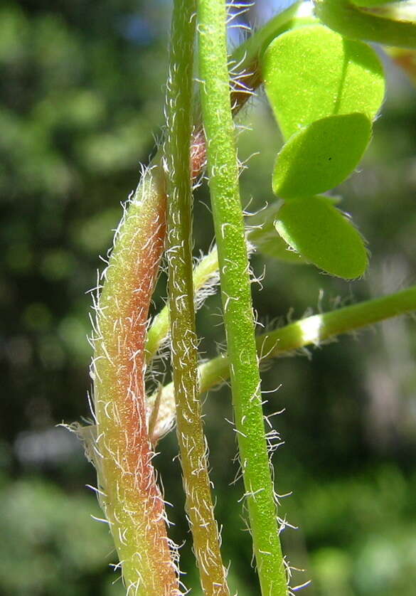 Image of creeping woodsorrel