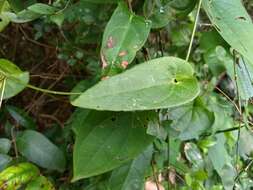 Image of Solena amplexicaulis (Lam.) Gandhi ex Saldanha & Nicolson