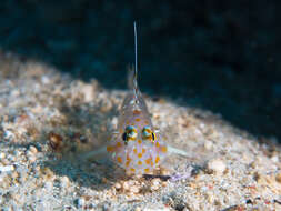 Image of Tangaroan shrimp-goby