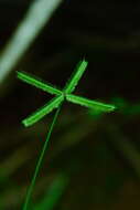 Image of crowfoot grass