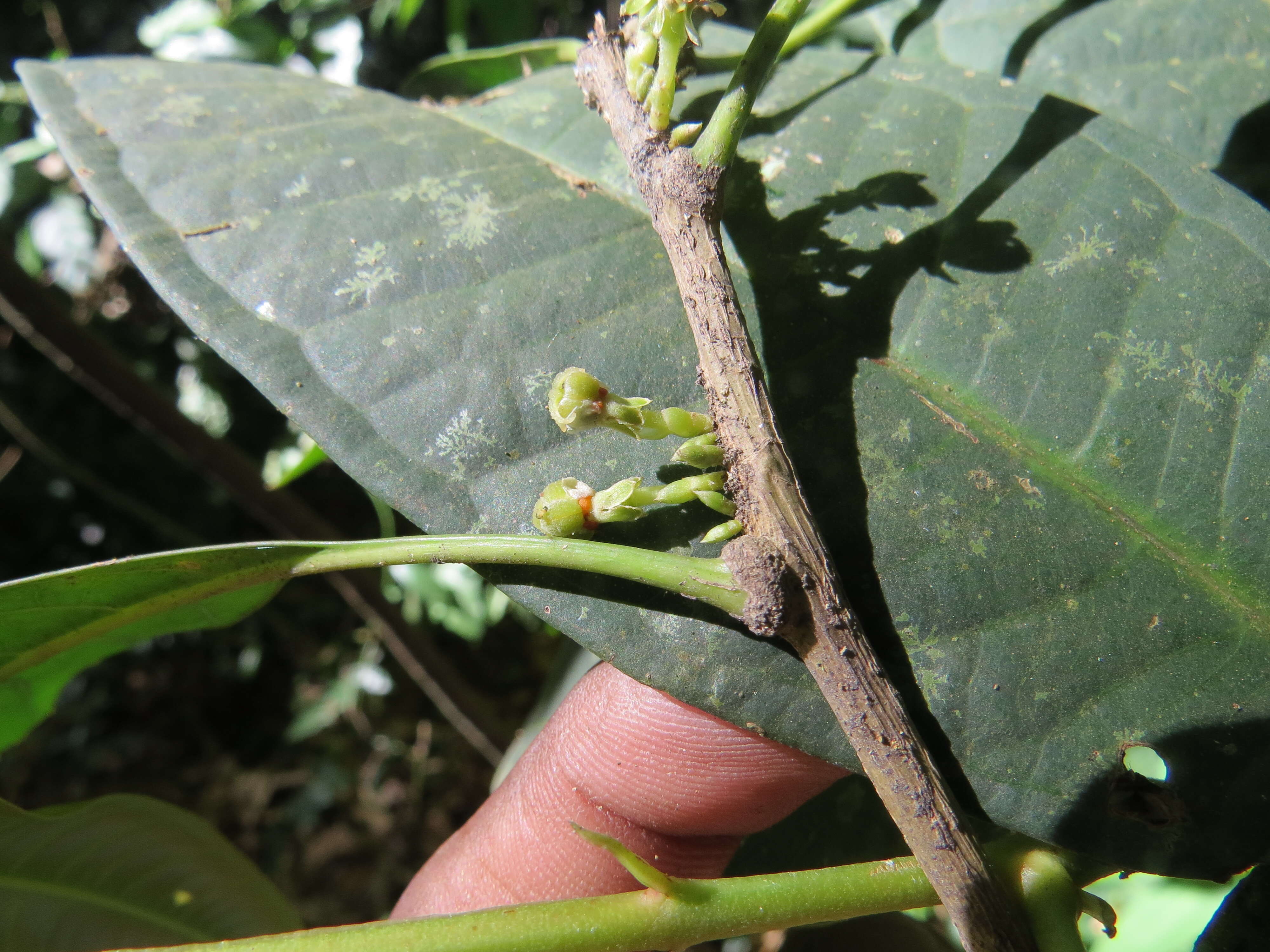 Image of Agrostistachys indica Dalzell