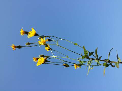 Image of hawkweed