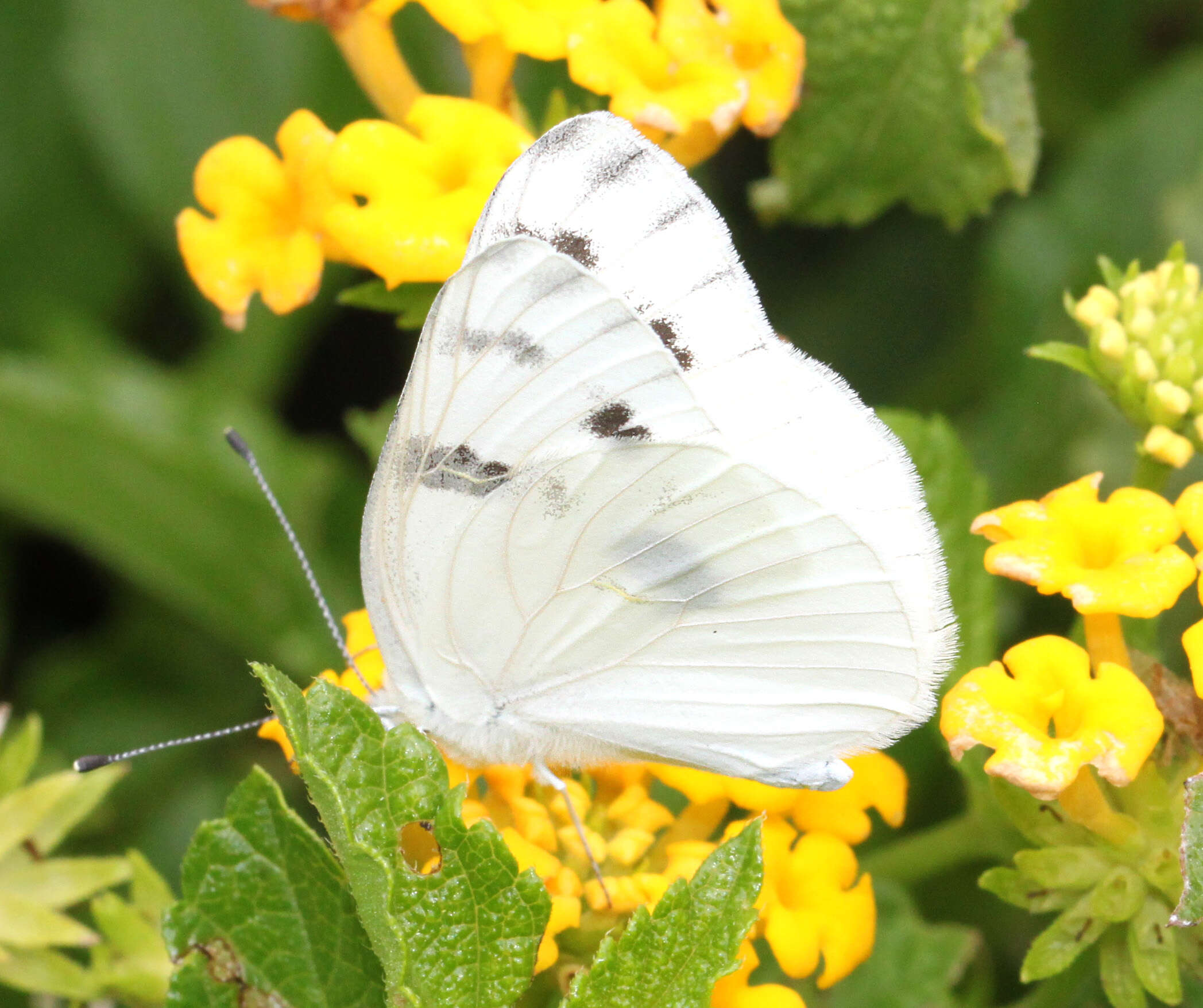 Image of Checkered White