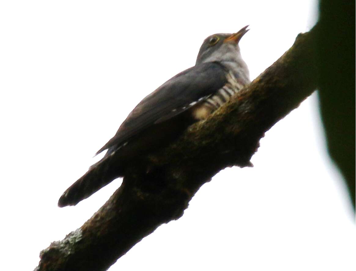 Image of Sunda Cuckoo