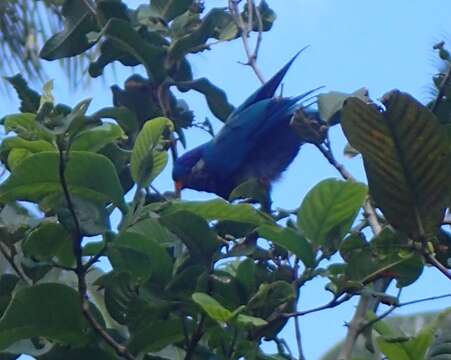 Image of Ultramarine Lorikeet