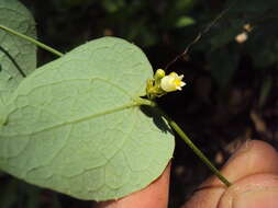 Image of Solena amplexicaulis (Lam.) Gandhi ex Saldanha & Nicolson