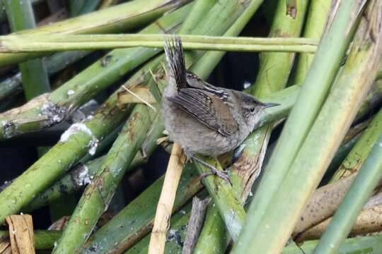 Image of Marsh Wren