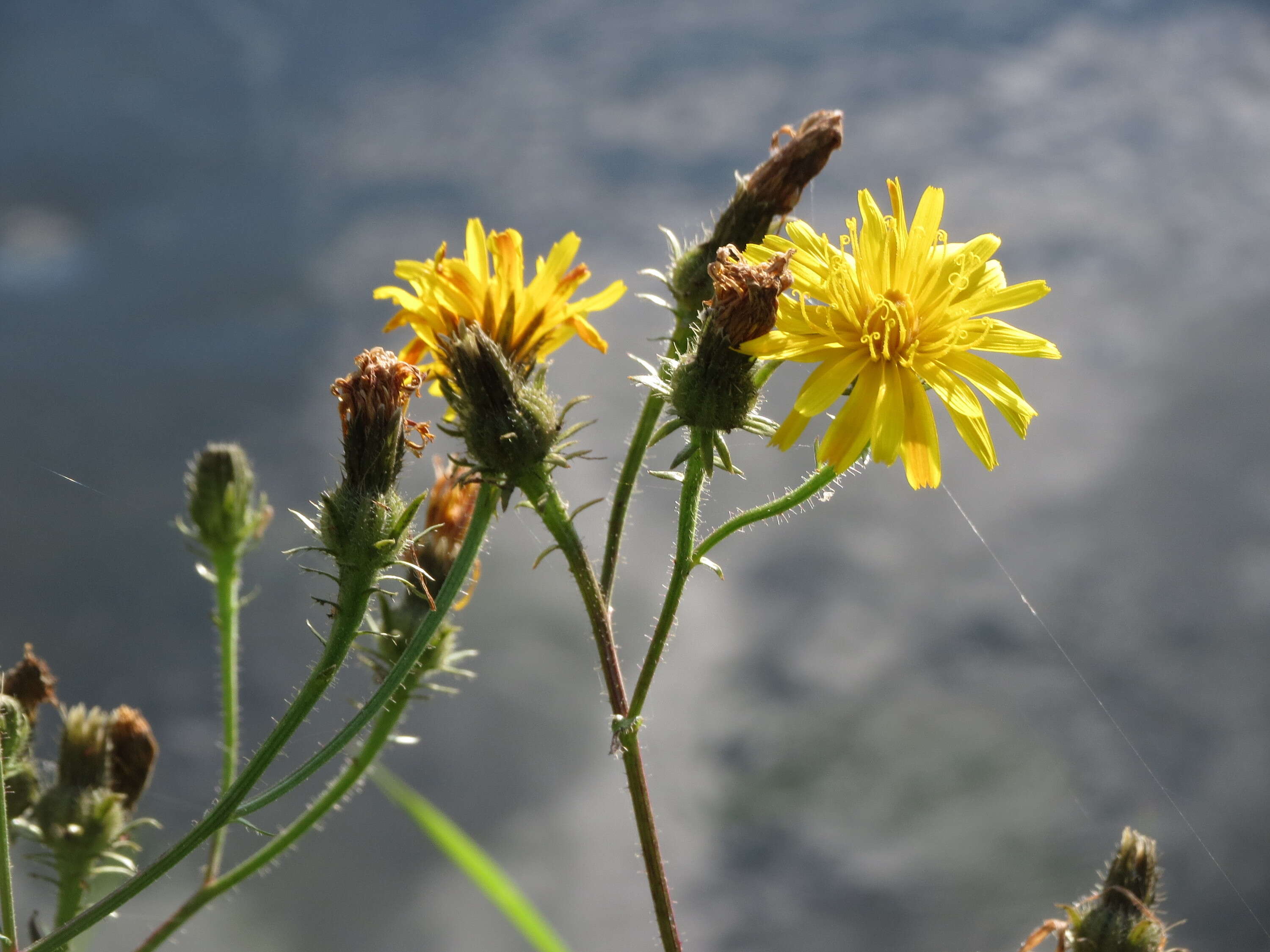 Слика од Picris hieracioides L.