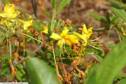 Image of Yellow Azalea