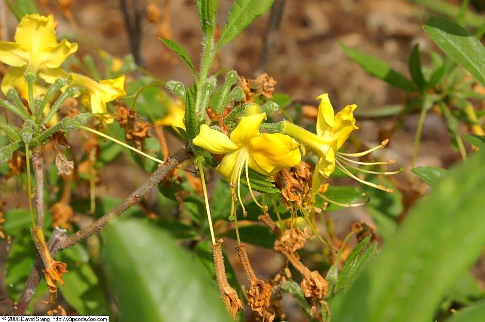 Image of Yellow Azalea