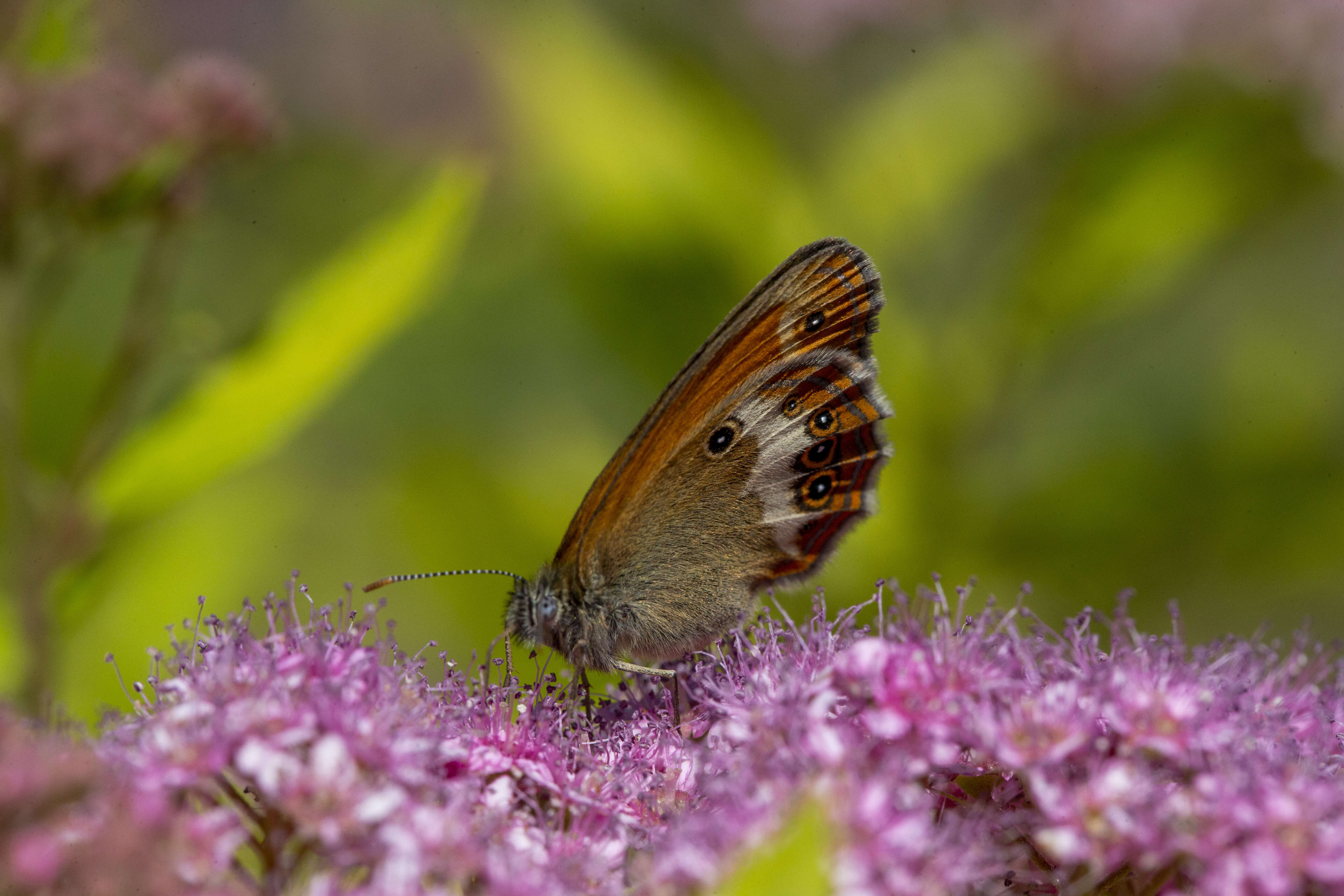 Sivun Coenonympha arcania Linnaeus 1761 kuva