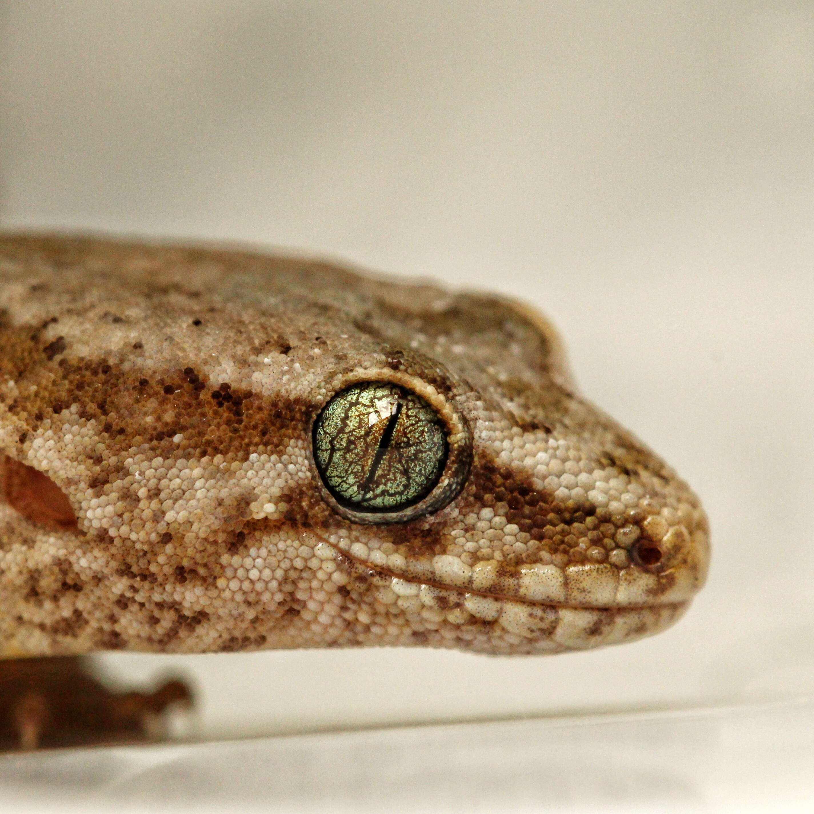 Image of Northern Sticky-toed Gecko