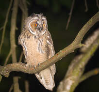 Image of Long-eared Owl