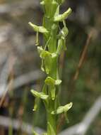 Plancia ëd Platanthera tescamnis Sheviak & W. F. Jenn.