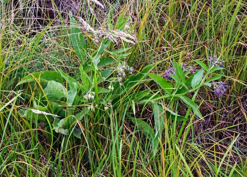 Image of boneset