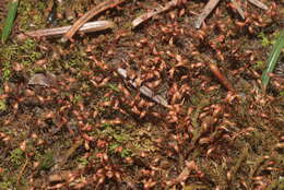 Image of dicranella moss