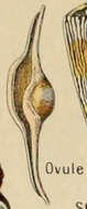 Image of Ovulinae J. Fleming 1828