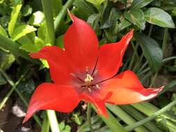 Image of Tulipa linifolia Regel