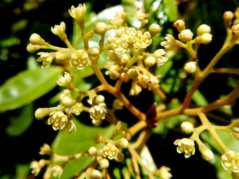 Image de Cryptocarya glaucescens R. Br.