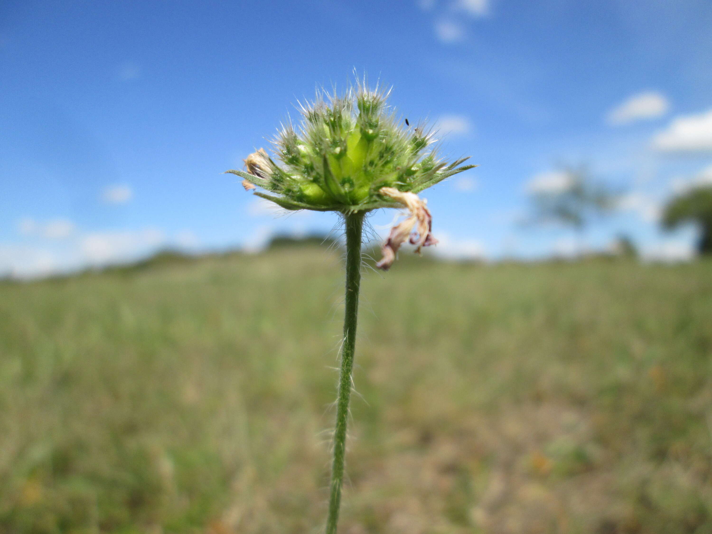 Слика од Knautia arvensis (L.) Coulter