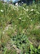 Image of Hairy Cat's-Ear