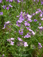 Image of Dame's-violet