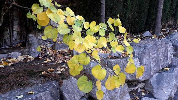 Image of Judas-tree