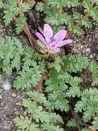 Image of Common Stork's-bill