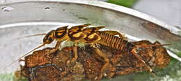 Image of Eccoptura