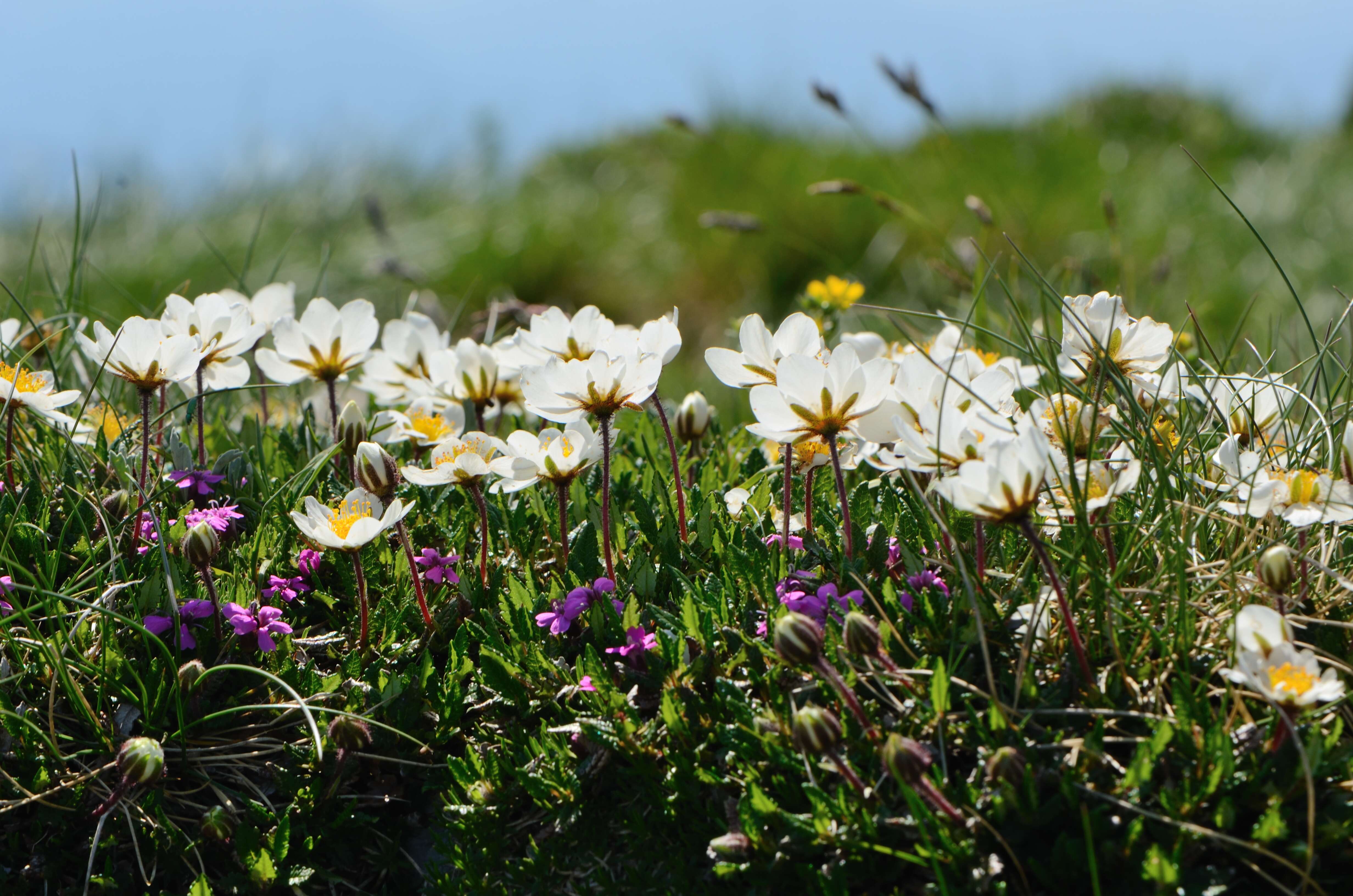 Imagem de Dryas octopetala L.