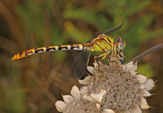 صورة Erpetogomphus designatus Hagen ex Selys 1858