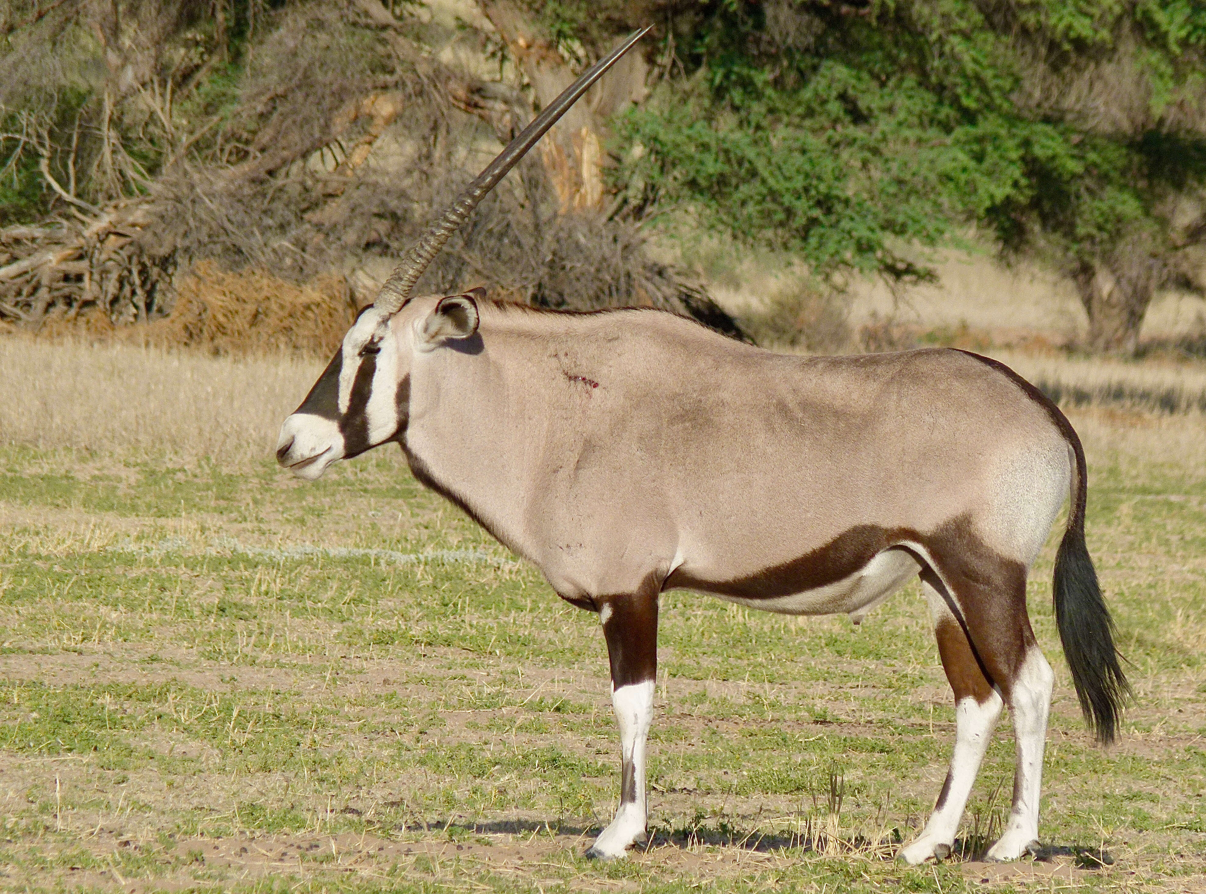 Image of Gemsbok