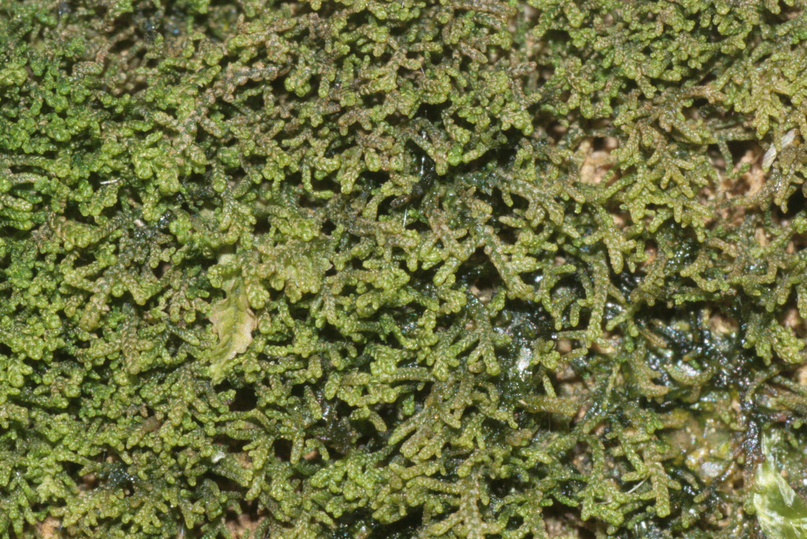 Image of Lepidozia reptans (L.) Dumort.