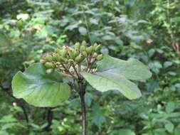 Image of Viburnum cotinifolium D. Don